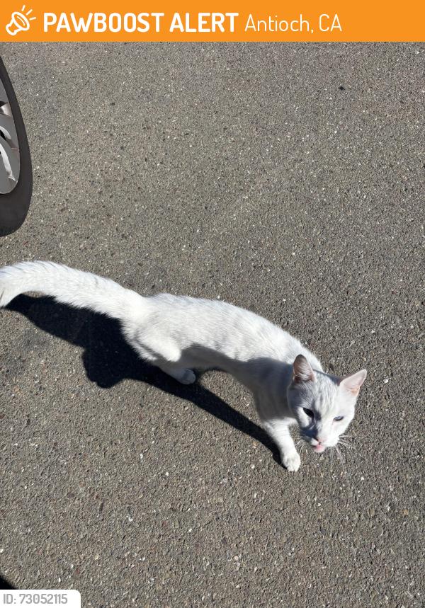 Found/Stray Unknown Cat last seen Country hills, Antioch, CA 94531
