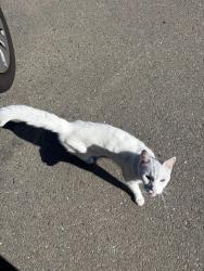 Found/Stray Unknown Cat last seen Country hills, Antioch, CA 94531