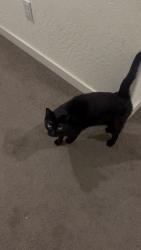 Reunited Male Cat last seen On Suzanne Dr in Bellevue Ranch, Merced, Merced, CA 95348