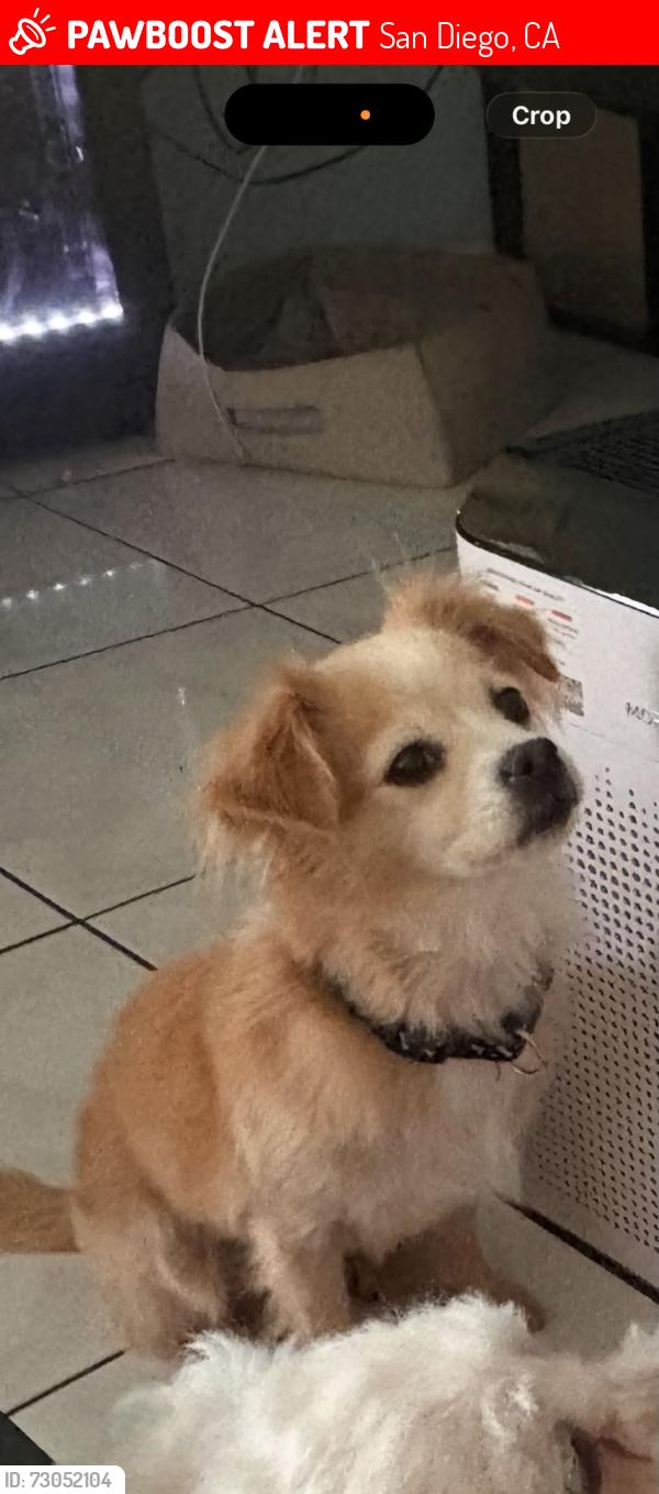 Lost Female Dog last seen Near Haniman Dr, San Diego, CA 92105