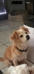 Lost Female Dog last seen Near Haniman Dr, San Diego, CA 92105