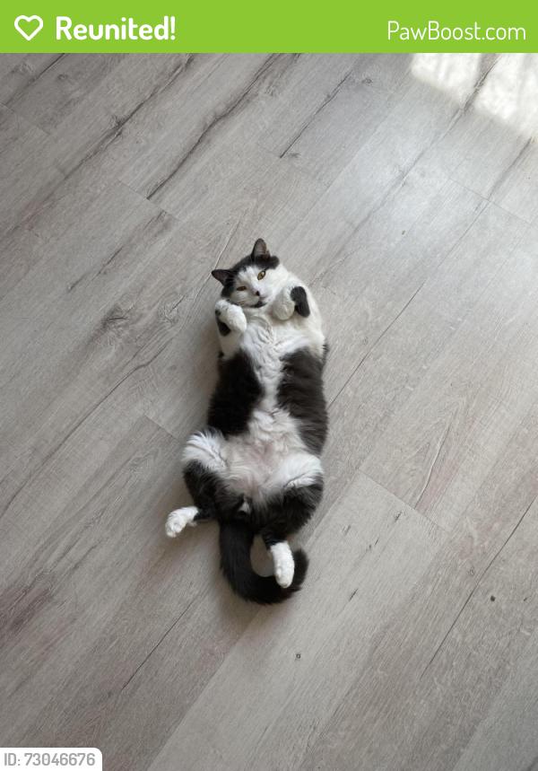 Reunited Male Cat last seen Union&apricot, Campbell, CA 95008