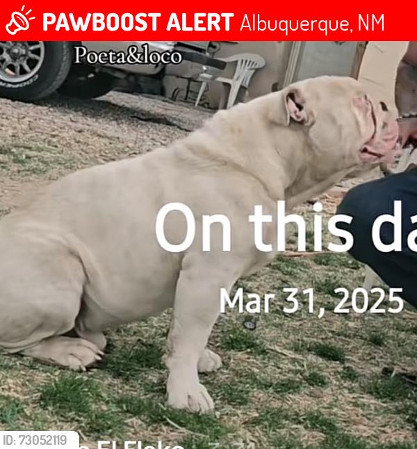 Lost Male Dog last seen La Vega rd, Albuquerque, NM 87105