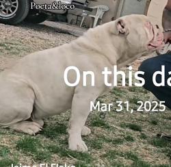 Lost Male Dog last seen La Vega rd, Albuquerque, NM 87105