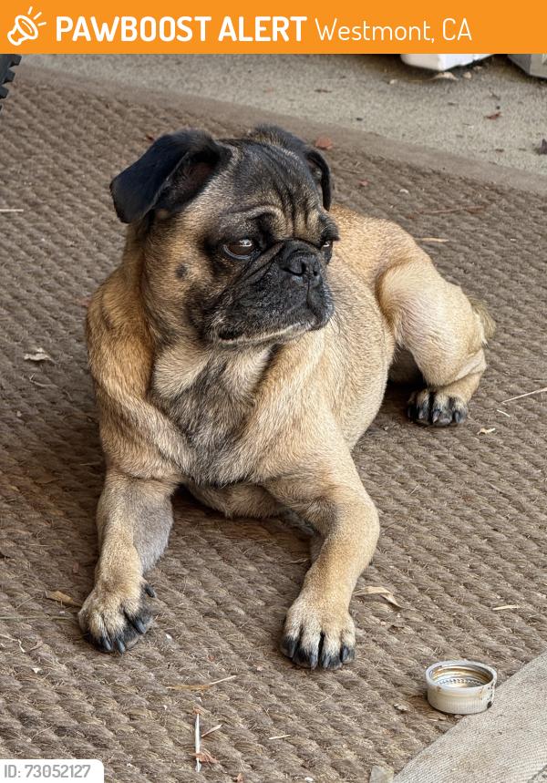Found/Stray Male Dog last seen Century and Normandie , Westmont, CA 90047