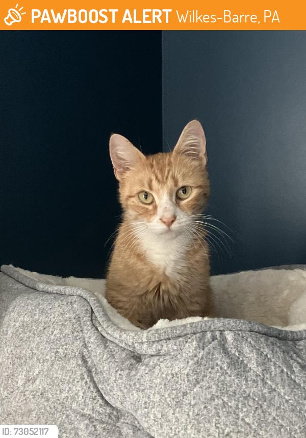 Found/Stray Female Cat last seen Maffett St and Haines St, Wilkes-Barre, PA 18705