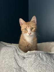 Found/Stray Female Cat last seen Maffett St and Haines St, Wilkes-Barre, PA 18705