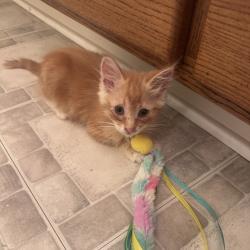 Shelter Stray Male Cat last seen Near Cascade Drive, SAN LEANDRO, CA, 94577, 8323 Baldwin St, Oakland, CA 94621, USA