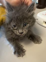 Shelter Stray Male Cat last seen Near E Stratford Avenue, SALT LAKE CITY, UT, 84106, 511 W 3900 S, Salt Lake City, UT 84123, USA