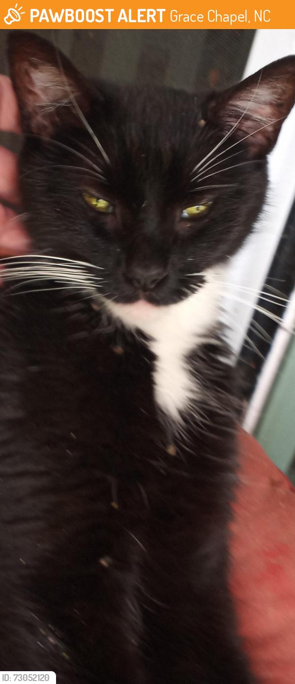 Found/Stray Unknown Cat last seen Northlakes, Grace Chapel, NC 28630