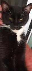 Found/Stray Unknown Cat last seen Northlakes, Grace Chapel, NC 28630