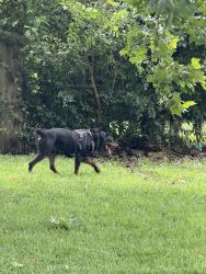 Found/Stray Male Dog last seen Neighborhood across from memorial park cemetery, Tulsa, OK 74145