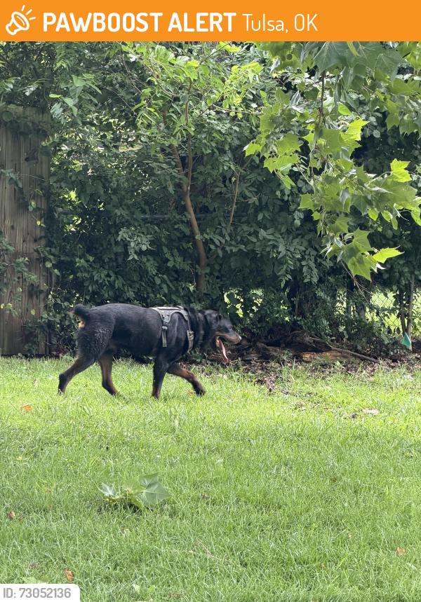 Found/Stray Male Dog last seen Neighborhood across from memorial park cemetery, Tulsa, OK 74145