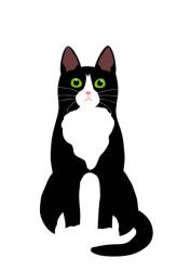 Reunited Male Cat last seen Rose St and Walnut St, Berkeley, CA 94709