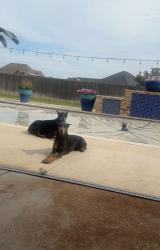 Reunited Female Dog last seen Near and 2641, Shallowater, TX 79363
