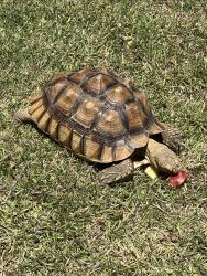 Found/Stray Unknown Other last seen Near Charlemont Ave, Hacienda Heights, CA 91745