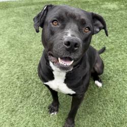 Shelter Stray Female Dog last seen , 12910 Yukon Ave, Hawthorne, CA 90250, USA