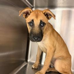 Shelter Stray Female Dog last seen , 4500 N Access Rd, Chattanooga, TN 37415, USA
