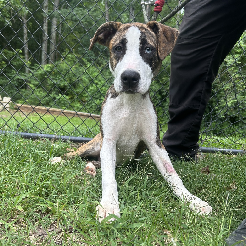 Shelter Stray Female Dog last seen , 2951 S 1st St, Cabot, AR 72023, USA