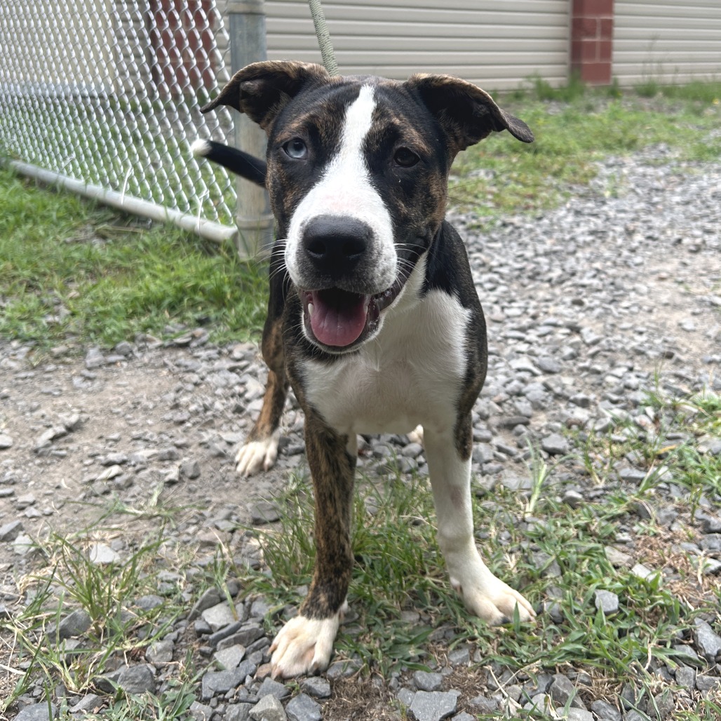 Shelter Stray Female Dog last seen , 2951 S 1st St, Cabot, AR 72023, USA