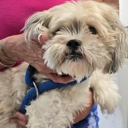 Shelter Stray Female Dog last seen , Animal Care & Control Team of Philly, 111 W Hunting Park Ave, Philadelphia, PA 19140, USA