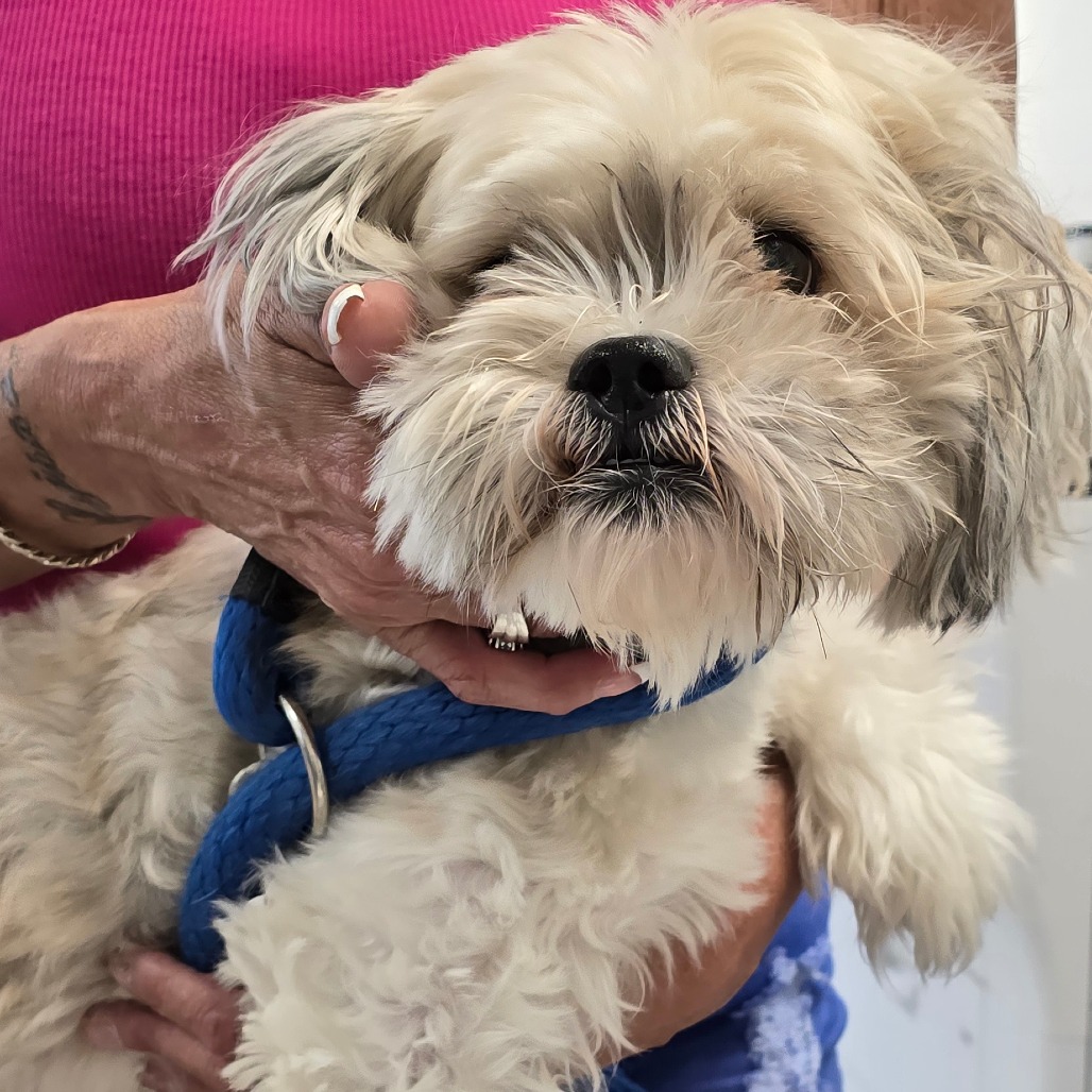 Shelter Stray Female Dog last seen , Animal Care & Control Team of Philly, 111 W Hunting Park Ave, Philadelphia, PA 19140, USA