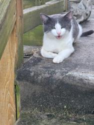 Lost Male Cat last seen Springfield dr, Evansville, IN 47720