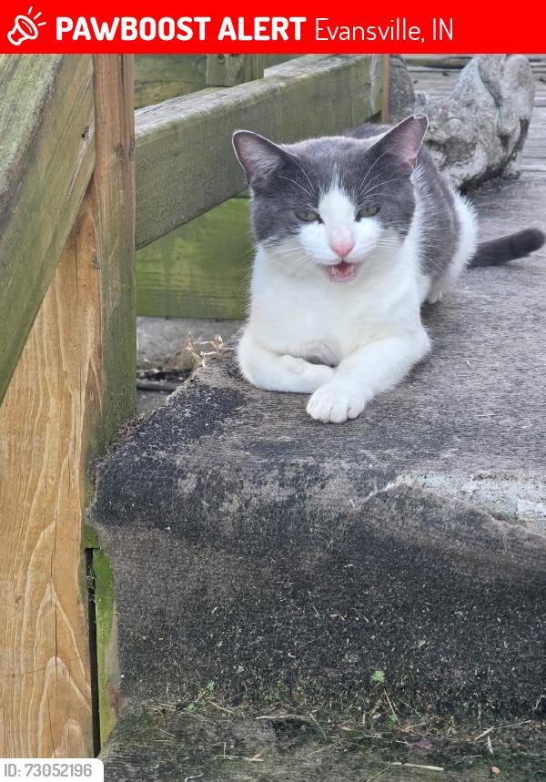 Lost Male Cat last seen Springfield dr, Evansville, IN 47720