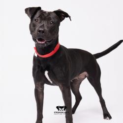 Shelter Stray Female Dog last seen , 3607 N Armenia Ave, Tampa, FL 33607, USA
