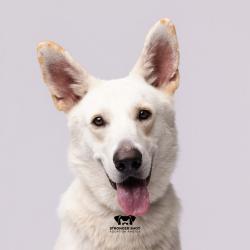 Shelter Stray Male Dog last seen , 3607 N Armenia Ave, Tampa, FL 33607, USA