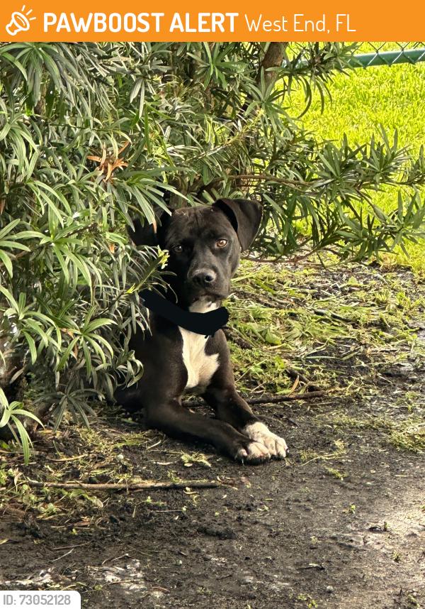 Found/Stray Male Dog last seen West End/Tamiami area, West End, FL 33194