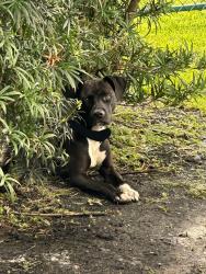 Found/Stray Male Dog last seen West End/Tamiami area, West End, FL 33194