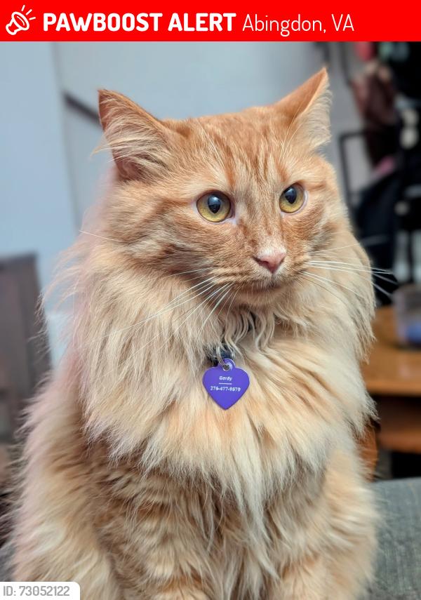 Lost Male Cat last seen Nicholas St, Abingdon VA, Abingdon, VA 24210