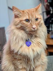 Lost Male Cat last seen Nicholas St, Abingdon VA, Abingdon, VA 24210