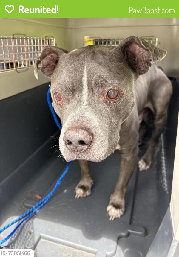 Reunited Male Dog last seen port saint lucie, Port St. Lucie, FL 34986