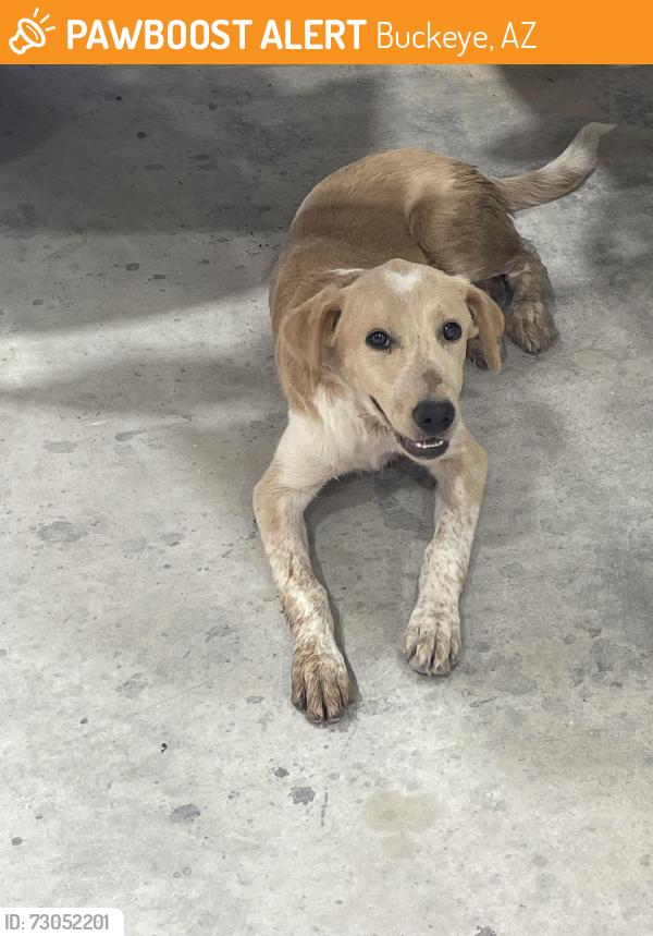 Found/Stray Female Dog last seen Desert buckeye, Buckeye, AZ 85236