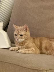 Lost Male Cat last seen Thornton heath , Greater London, England CR7 7QF