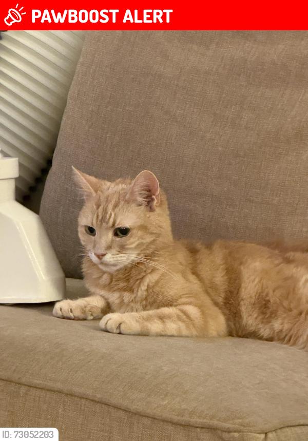 Lost Male Cat last seen Thornton heath , Greater London, England CR7 7QF