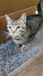 Found/Stray Male Cat last seen Near N Post Rd, Indianapolis, IN 46219, Indianapolis, IN 46219