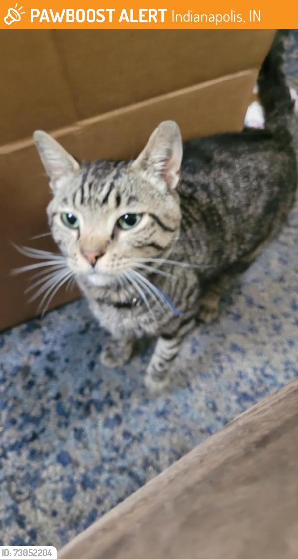 Found/Stray Male Cat last seen Near N Post Rd, Indianapolis, IN 46219, Indianapolis, IN 46219