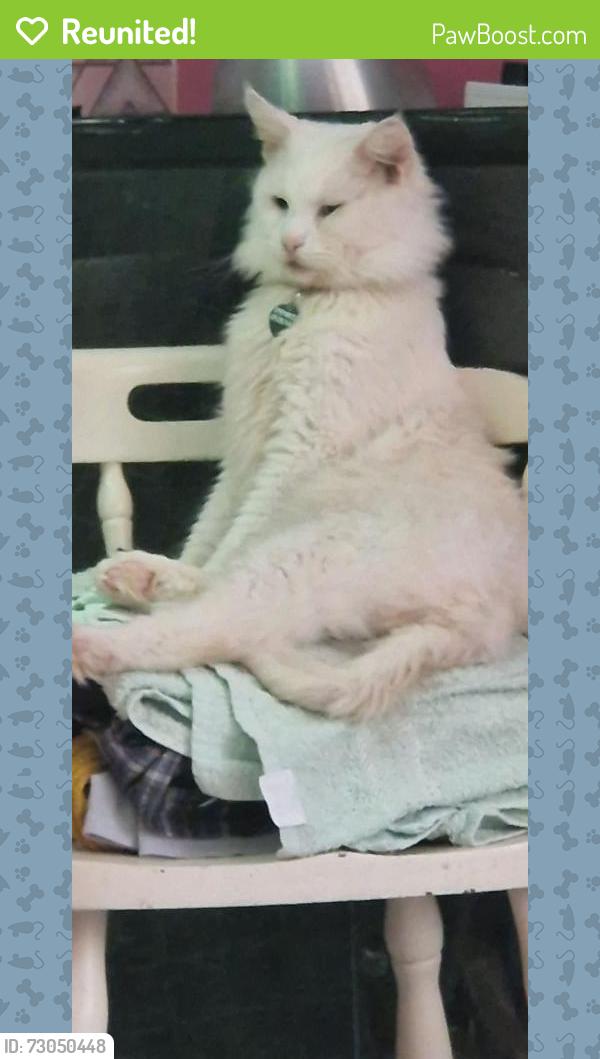 Reunited Male Cat last seen Near allotments on phipps bridge road , Greater London, England 
