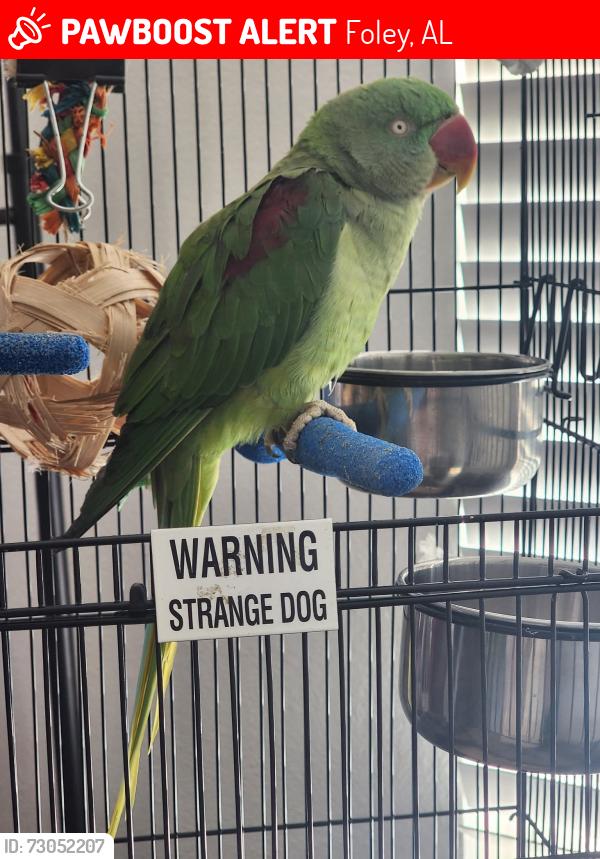 Lost Male Bird last seen Hwy 12, Foley, AL 36535