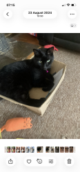 Lost Male Cat last seen Penmere Road St Austell Cornwall, St Austell, England PL25 3PE