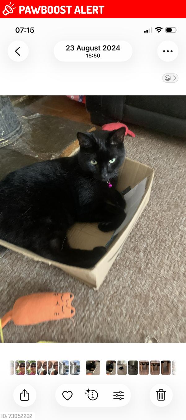Lost Male Cat last seen Penmere Road St Austell Cornwall, St Austell, England PL25 3PE