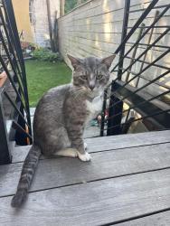 Found/Stray Male Cat last seen Bushwick Ave and Halsey street, Brooklyn, NY 11207