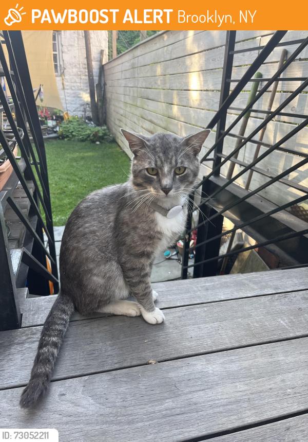Found/Stray Male Cat last seen Bushwick Ave and Halsey street, Brooklyn, NY 11207