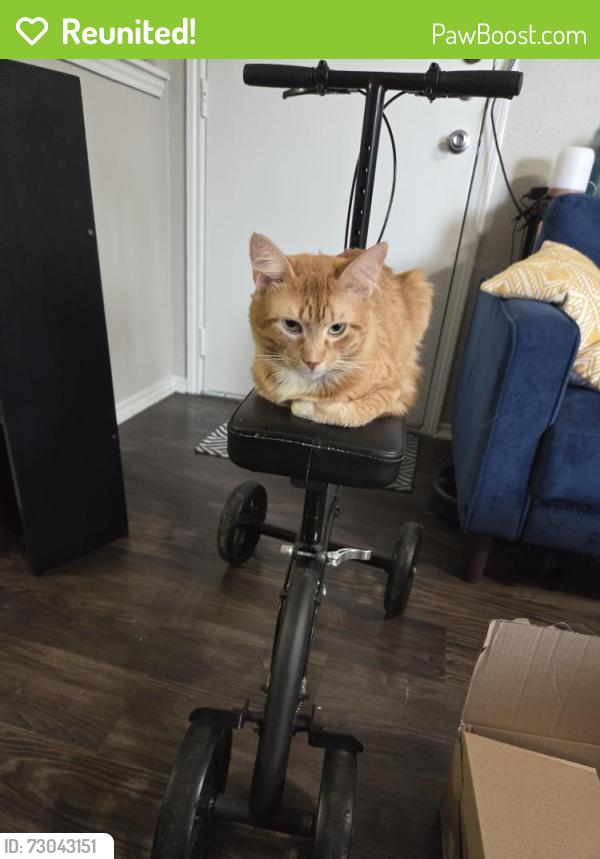 Reunited Male Cat last seen waldron circle. hwy 6 , Houston, TX 77084