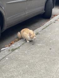 Found/Stray Unknown Cat last seen Near intersection of Belmont and Staten, Oakland, CA 94610