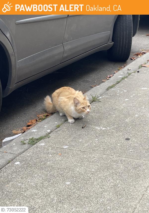 Found/Stray Unknown Cat last seen Near intersection of Belmont and Staten, Oakland, CA 94610