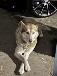 Reunited Male Dog last seen Near S White Ave, Pomona, CA 91766, USA, Pomona, CA 91766